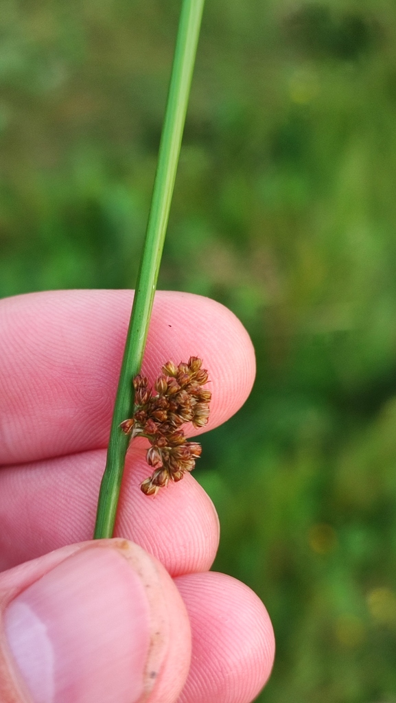 Резиденція святого миколая рівненська область