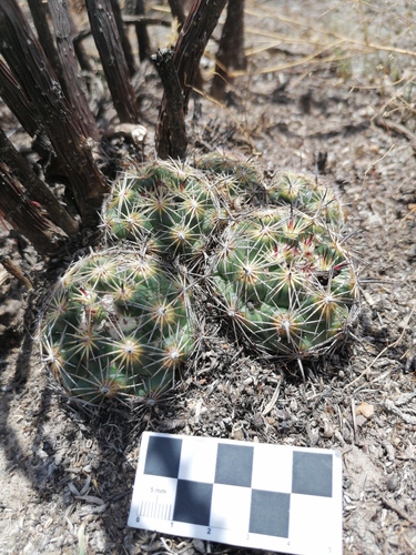 Coryphantha cornifera