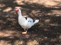 Cairina moschata domestica