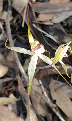 Image of Caladenia brumalis by (c) Rosalie Lawrence, some rights reserved (CC BY)