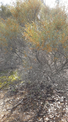 Image of Acacia rigens by (c) Rosalie Lawrence, some rights reserved (CC BY)