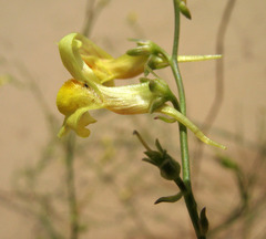 Linaria odora