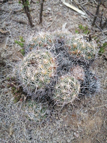 Coryphantha cornifera