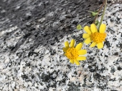 Perityle cuneata marginata