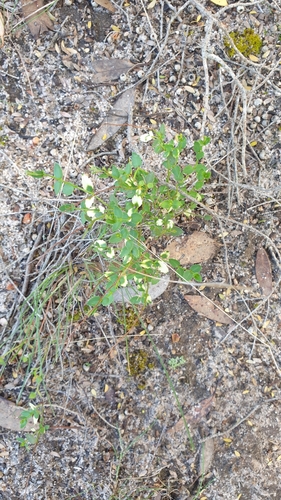 Image of Broad-Leaf Raspwort (Gonocarpus mezianus) by (c) Rosalie Lawrence, some rights reserved (CC BY)