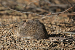 Sigmodon arizonae