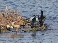 Phalacrocorax carbo