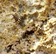 Echinolittorina tuberculata
