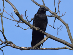 Corvus corone