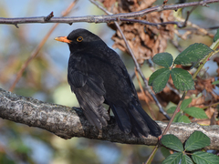 Turdus merula