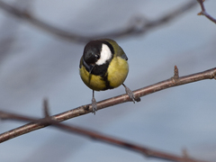 Parus major