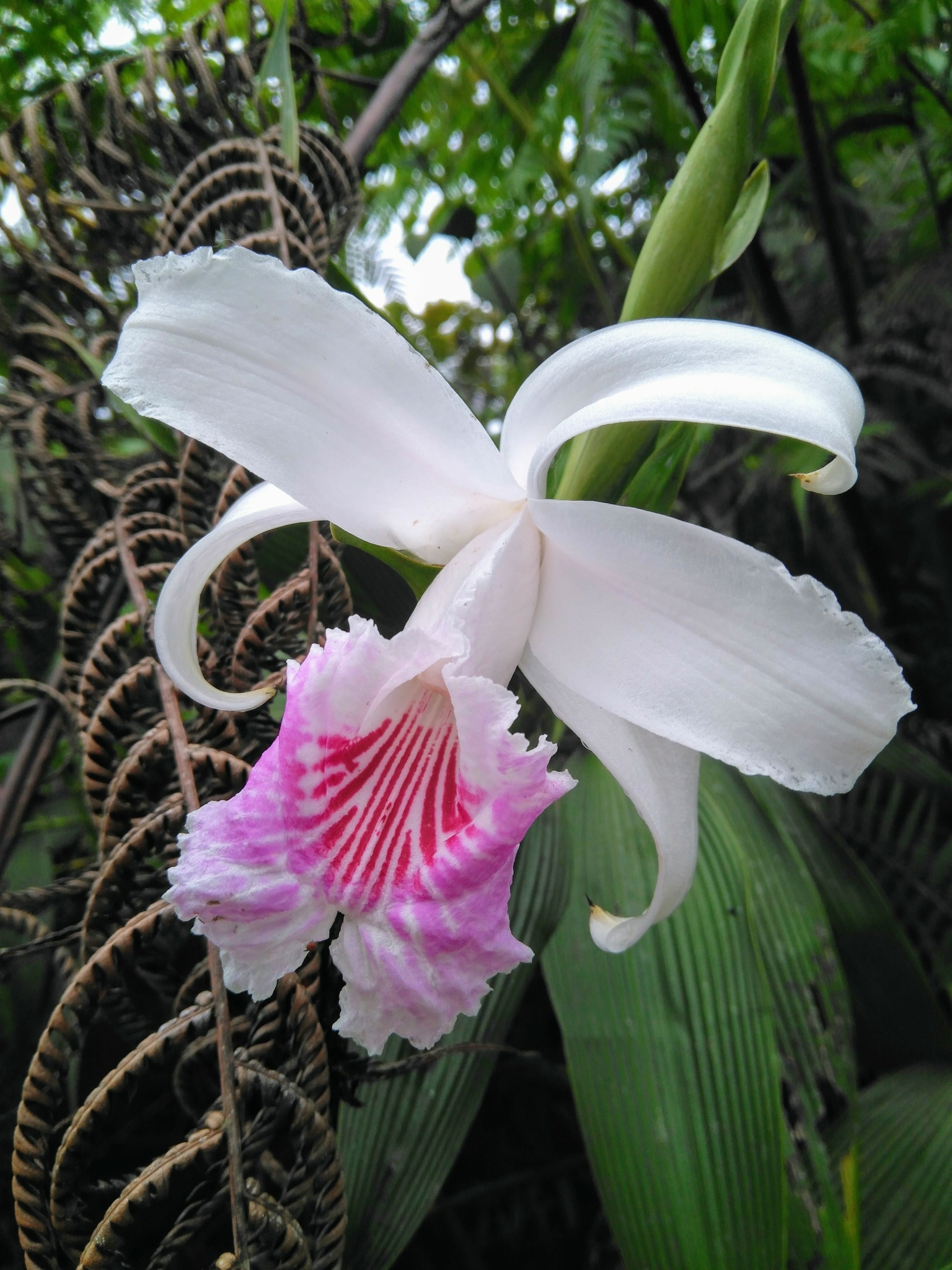 Sobralia