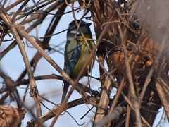 Cyanistes caeruleus