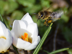 Apis mellifera