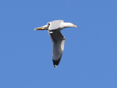 Larus michahellis