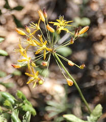 Bloomeria crocea
