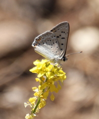 Tharsalea xanthoides