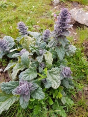 Ajuga orientalis
