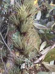 Tillandsia utriculata