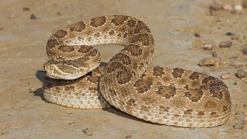 Prairie Rattlesnake