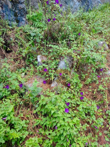 Image of Ipomoea orizabensis by no rights reserved