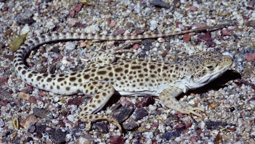 iNaturalist observation photo of Long-nosed Leopard Lizard