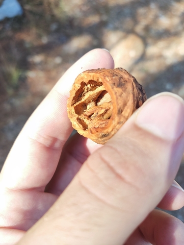 Image of Juglans mollis by no rights reserved