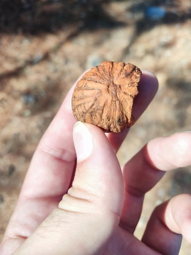 Image of Juglans mollis by no rights reserved