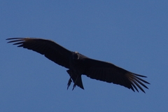 Coragyps atratus