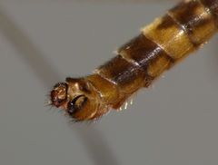 Leptotarsus cubitalis