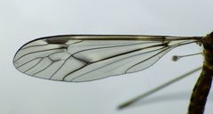 Leptotarsus cubitalis