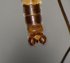 Leptotarsus cubitalis