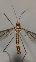 Leptotarsus cubitalis