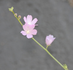 Sidalcea sparsifolia