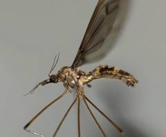 Leptotarsus cubitalis