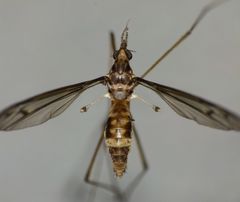 Leptotarsus cubitalis