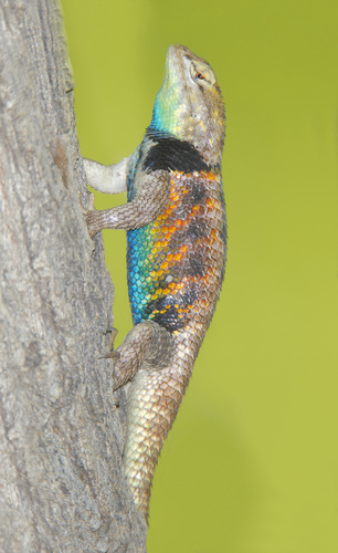 Desert Spiny Lizard, San Bernardino County, CA, USA, photo 7 of 10