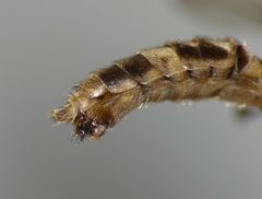 Leptotarsus cubitalis