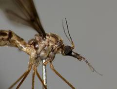 Leptotarsus cubitalis