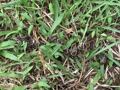 Xenodon rabdocephalus image