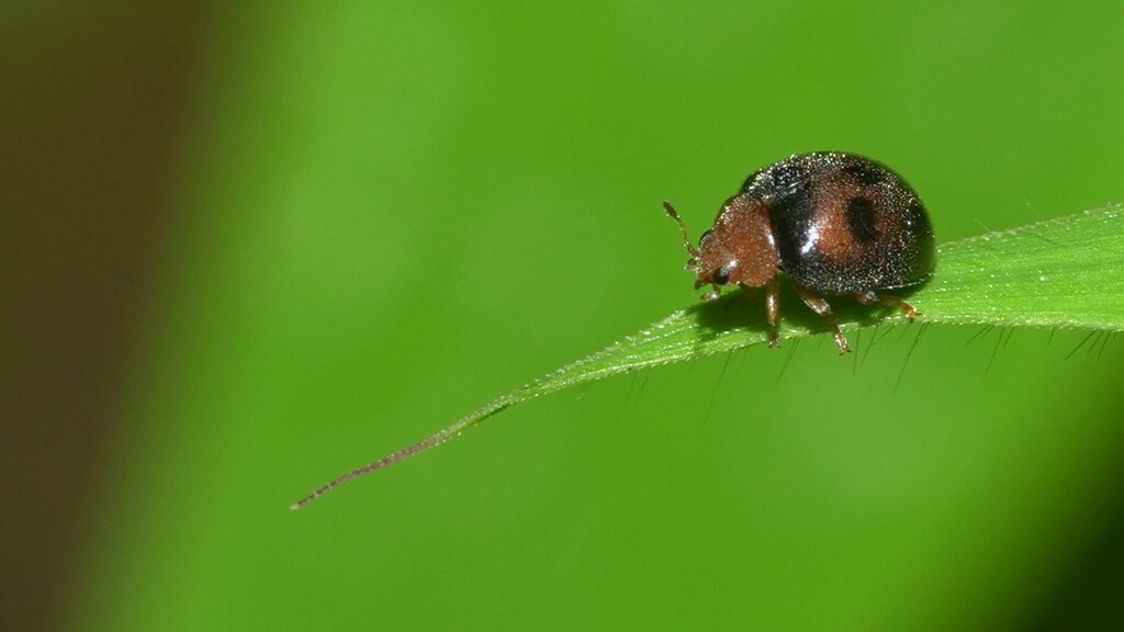 Afidentula minima