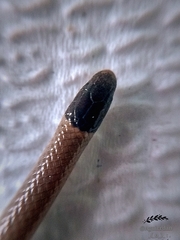 Tantilla