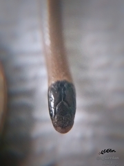 Tantilla