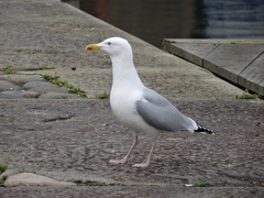 Larus argentatus