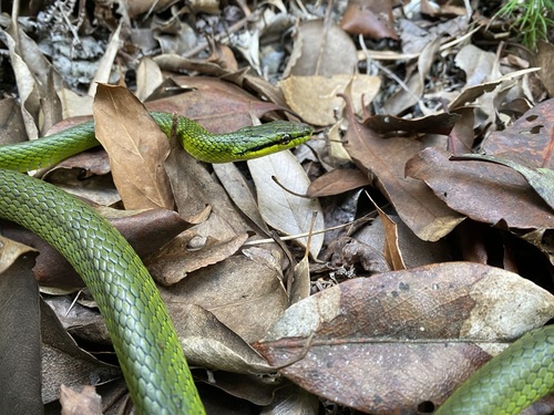 Photo of a Khasi Hills Trinket Snake (Gonyosoma frenatum)