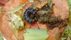 Xanthopastis timais