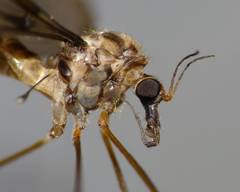 Leptotarsus cubitalis
