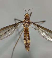 Leptotarsus cubitalis