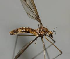 Leptotarsus cubitalis