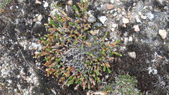 Cassiope tetragona tetragona